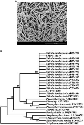 Comparative proteomics analysis of Shiraia bambusicola revealed a variety of regulatory systems on conidiospore formation